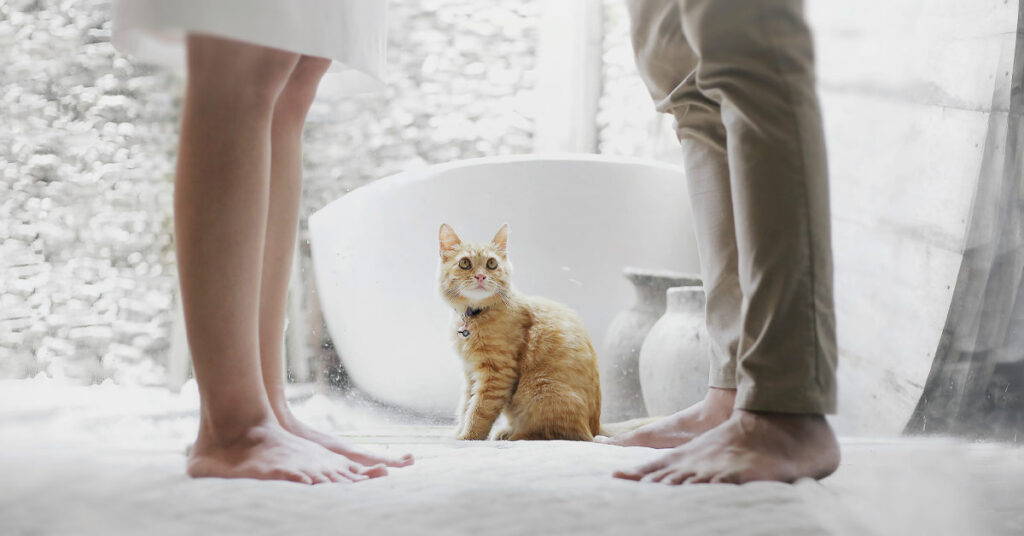 Eine orangefarbene Katze sitzt zwischen den Füßen eines Paares, das sich schweigend gegenübersteht – Symbolbild für eine Trennung in den eigenen vier Wänden | Scheidungsimmobilie